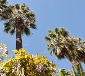 Коледа - Барселона