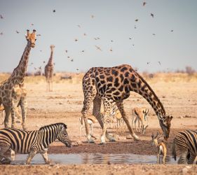 ЮЖНА АФРИКА – УНИКАЛНА ПРИРОДА